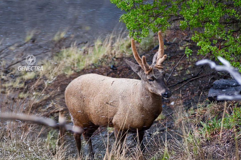 🌲 El Huemul: Un Emblema Nacional en Peligro y la Aventura de Travis 🦌